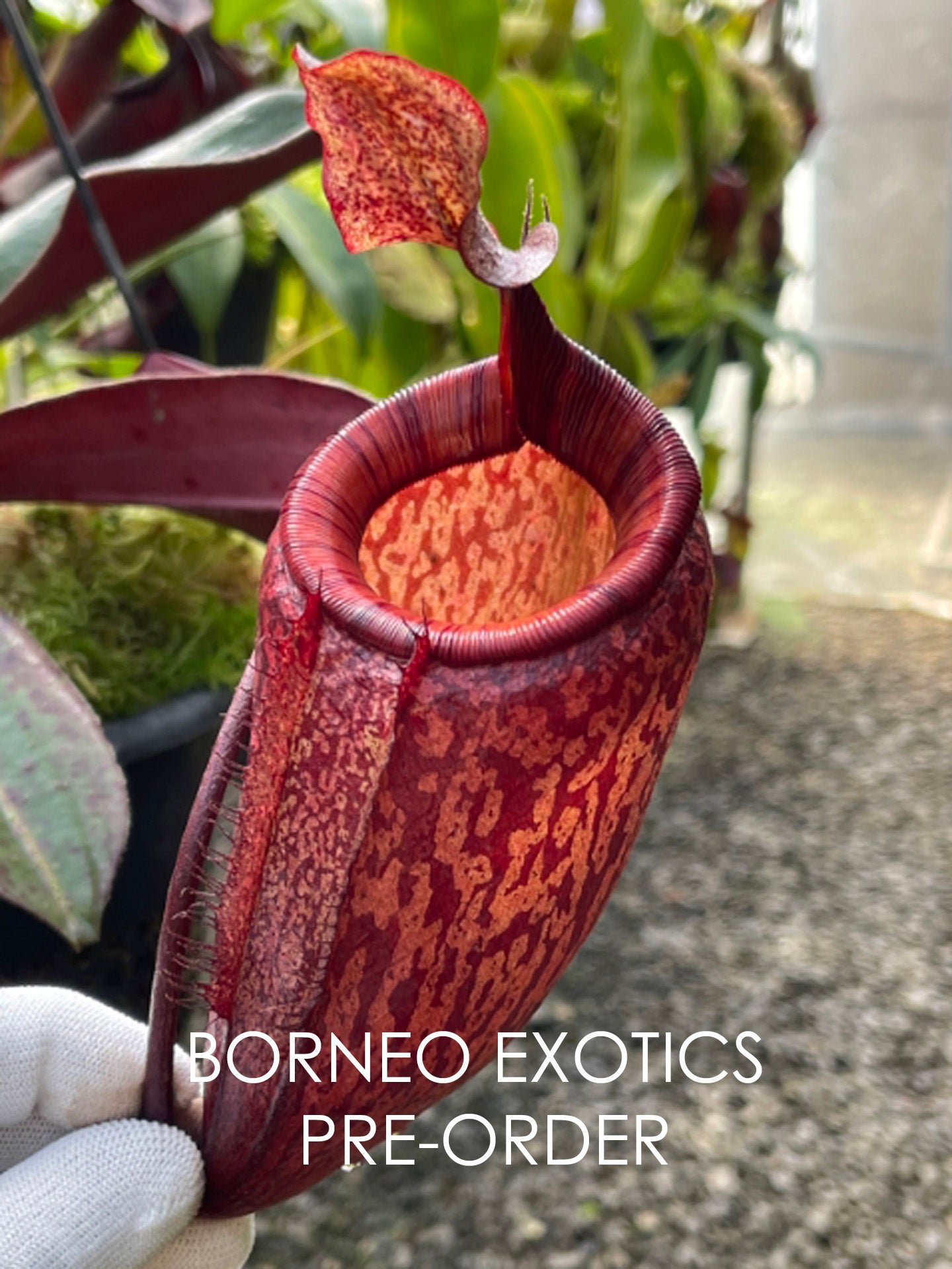 Nepenthes peltata x attenboroughii BE-4601