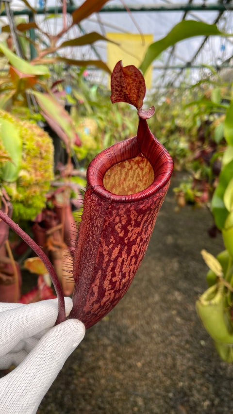 Nepenthes peltata x attenboroughii BE-4601
