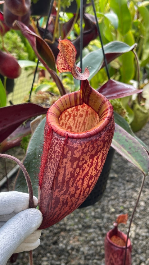 Nepenthes peltata x attenboroughii BE-4601