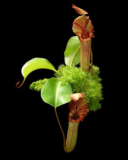 Nepenthes (veitchii x lowii) x robcantleyi BE-4602