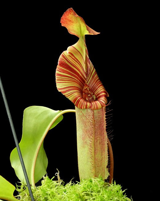Nepenthes (veitchii x lowii) x robcantleyi BE-4602