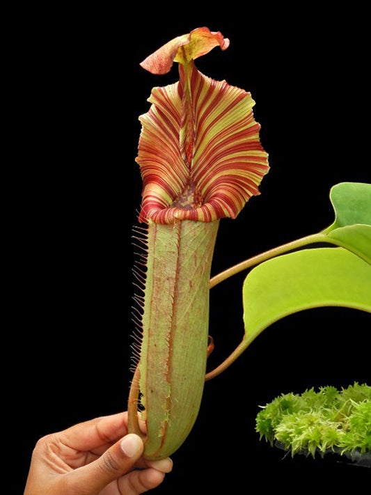 Nepenthes (veitchii x lowii) x robcantleyi  BE-4602