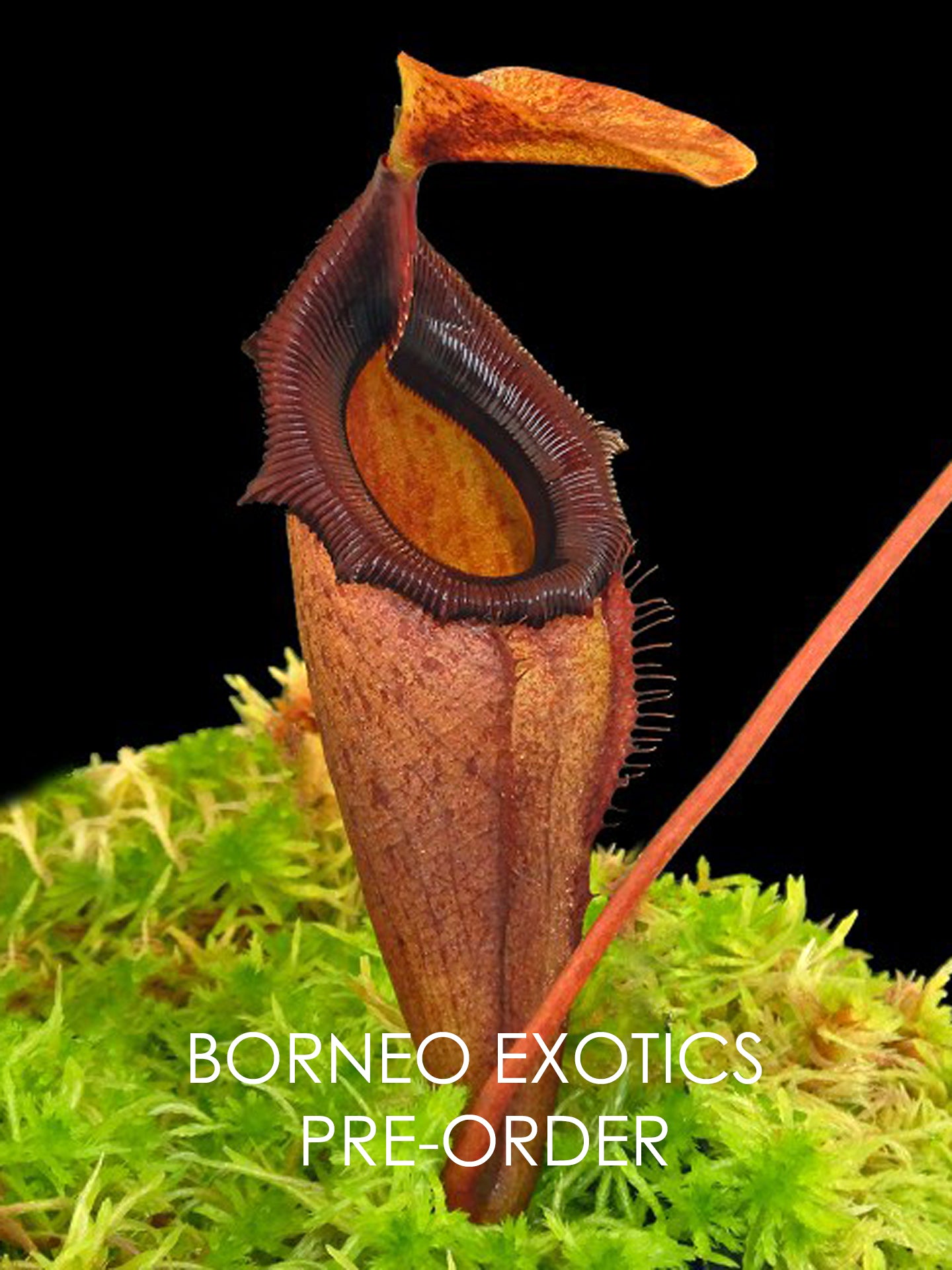 Nepenthes rajah x flava BE-4604