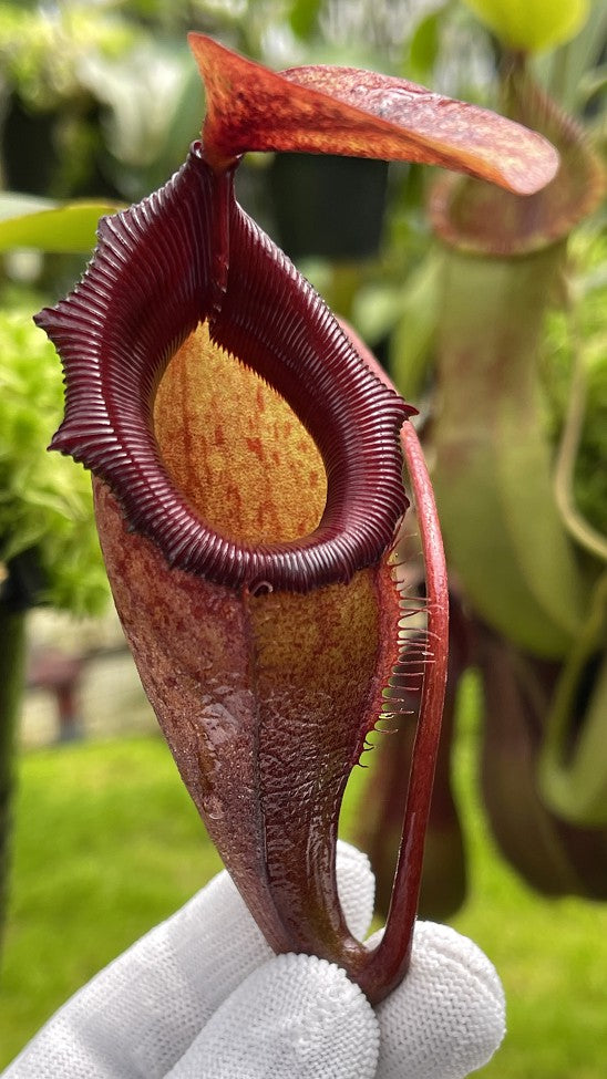 Nepenthes rajah x flava BE-4604