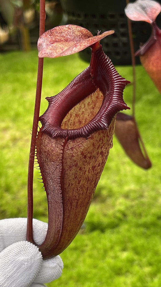 Nepenthes rajah x flava BE-4604