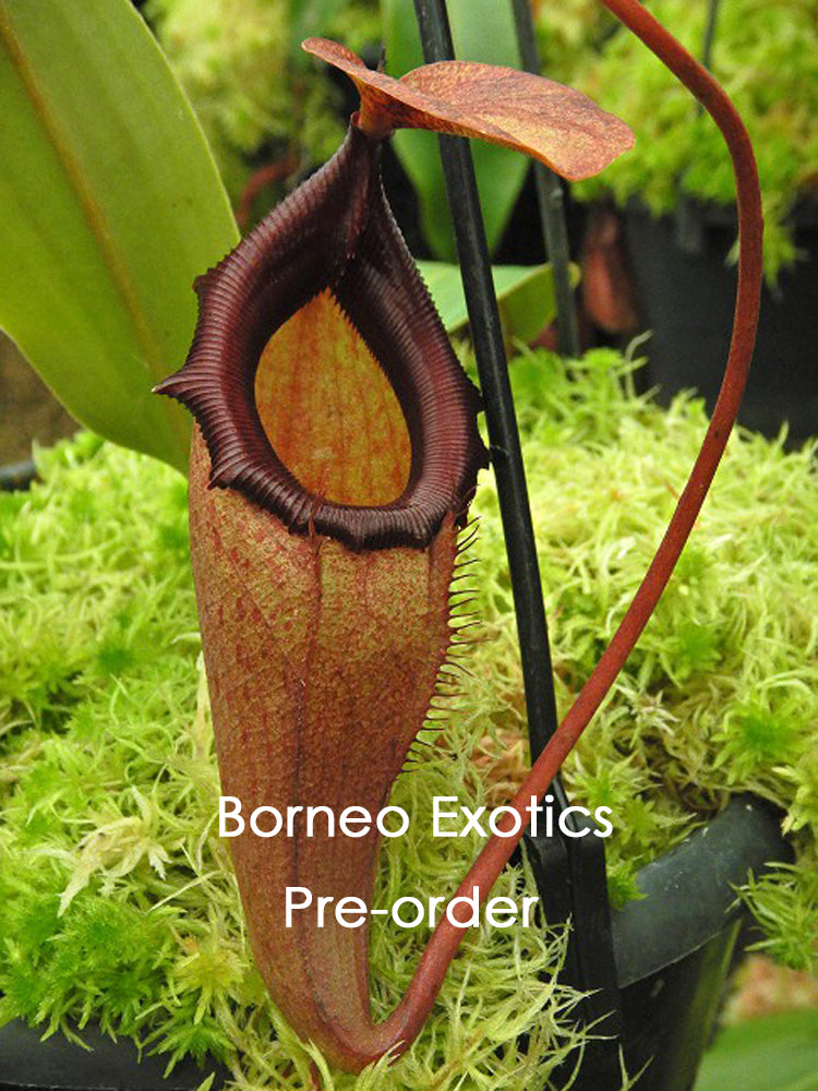 Nepenthes rajah x flava BE-4604