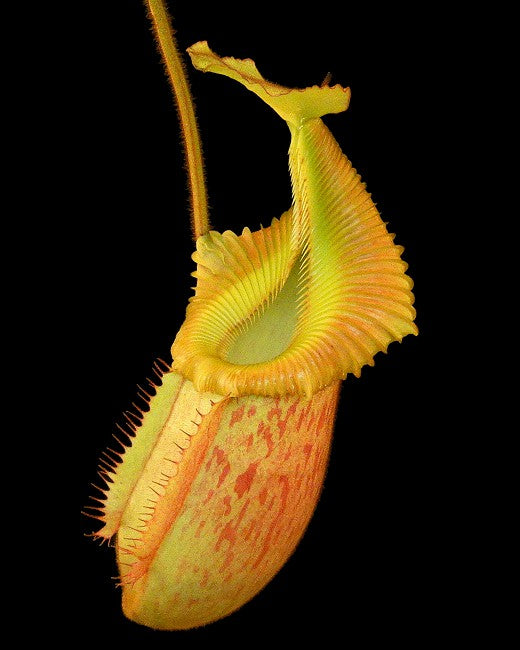 Nepenthes villosa x veitchii „Gold Rush“ Solid Peristome BE-4606