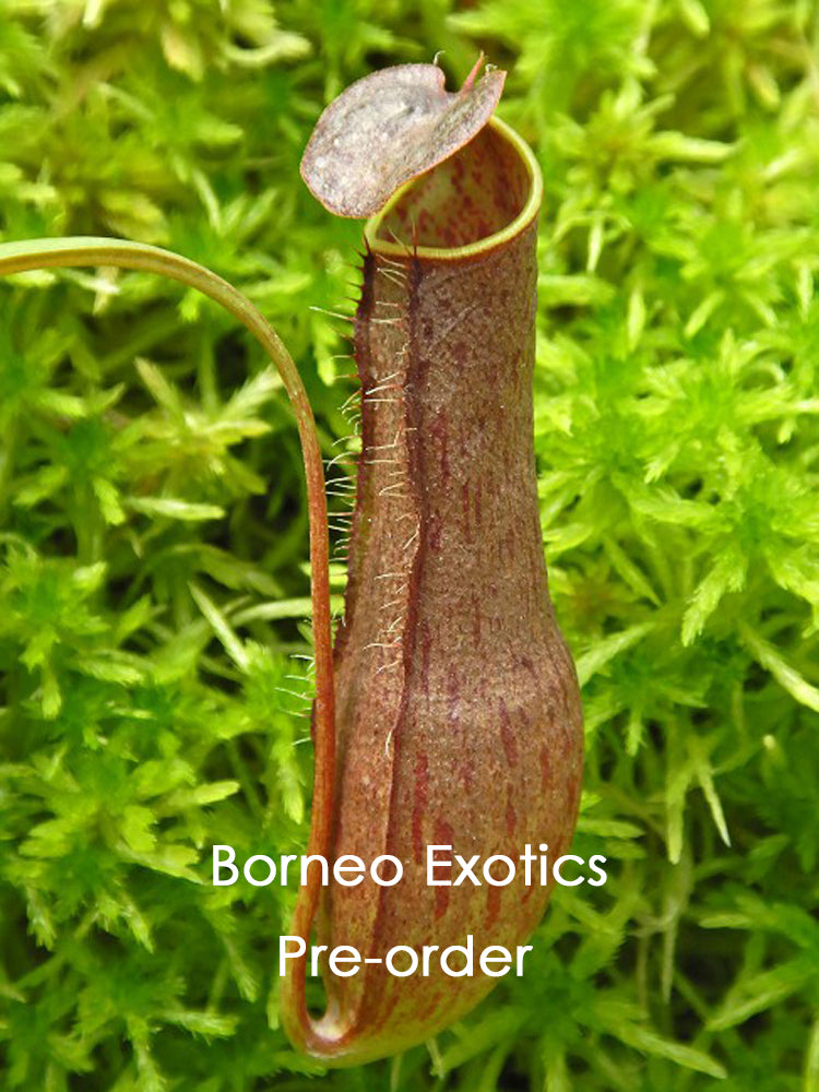 Nepenthes gracilis BE-4611 Selected clone
