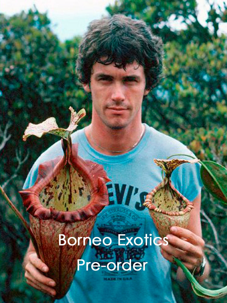 N.x 'Alisaputrana' Seedgrown  (Rajah x burbidgeae)  BE-3865