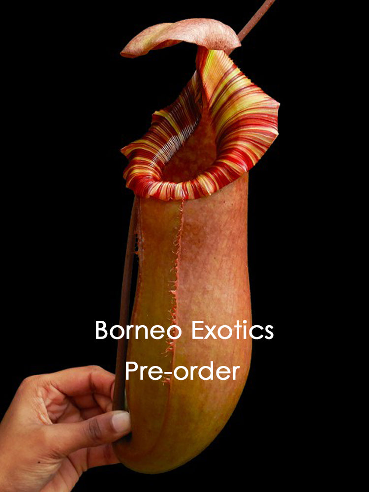 Nepenthes sibuyanensis x (veitchii x lowii)  Clone6  BE-4614