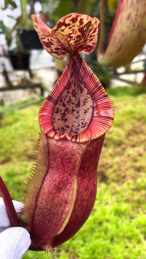 Nepenthes hamata x burbidgeae BE-4626