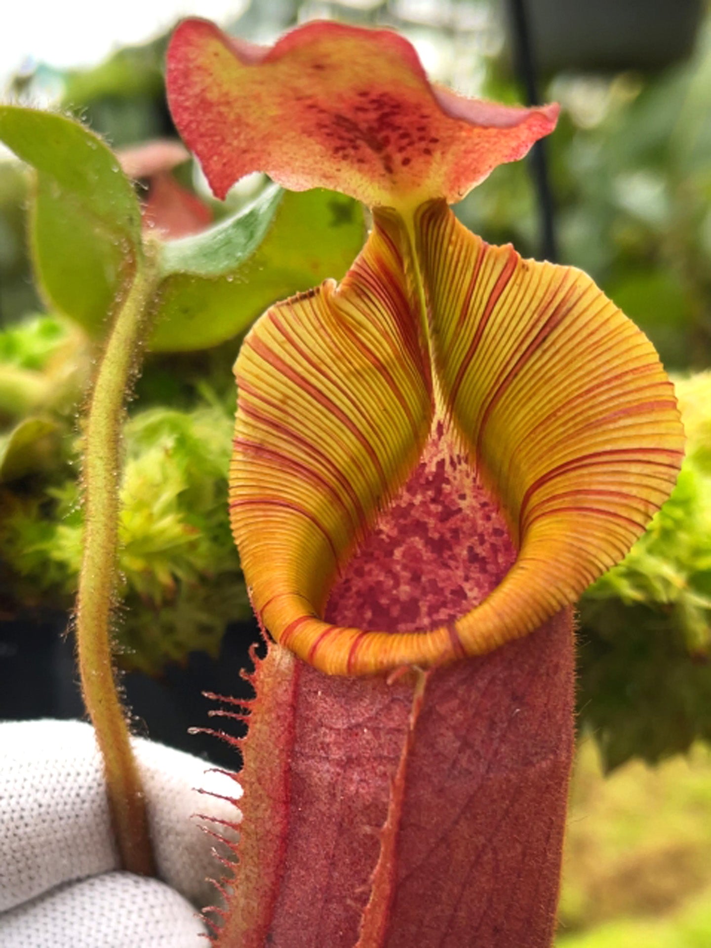 Nepenthes (veitchii x lowii) x veitchii BE-4627