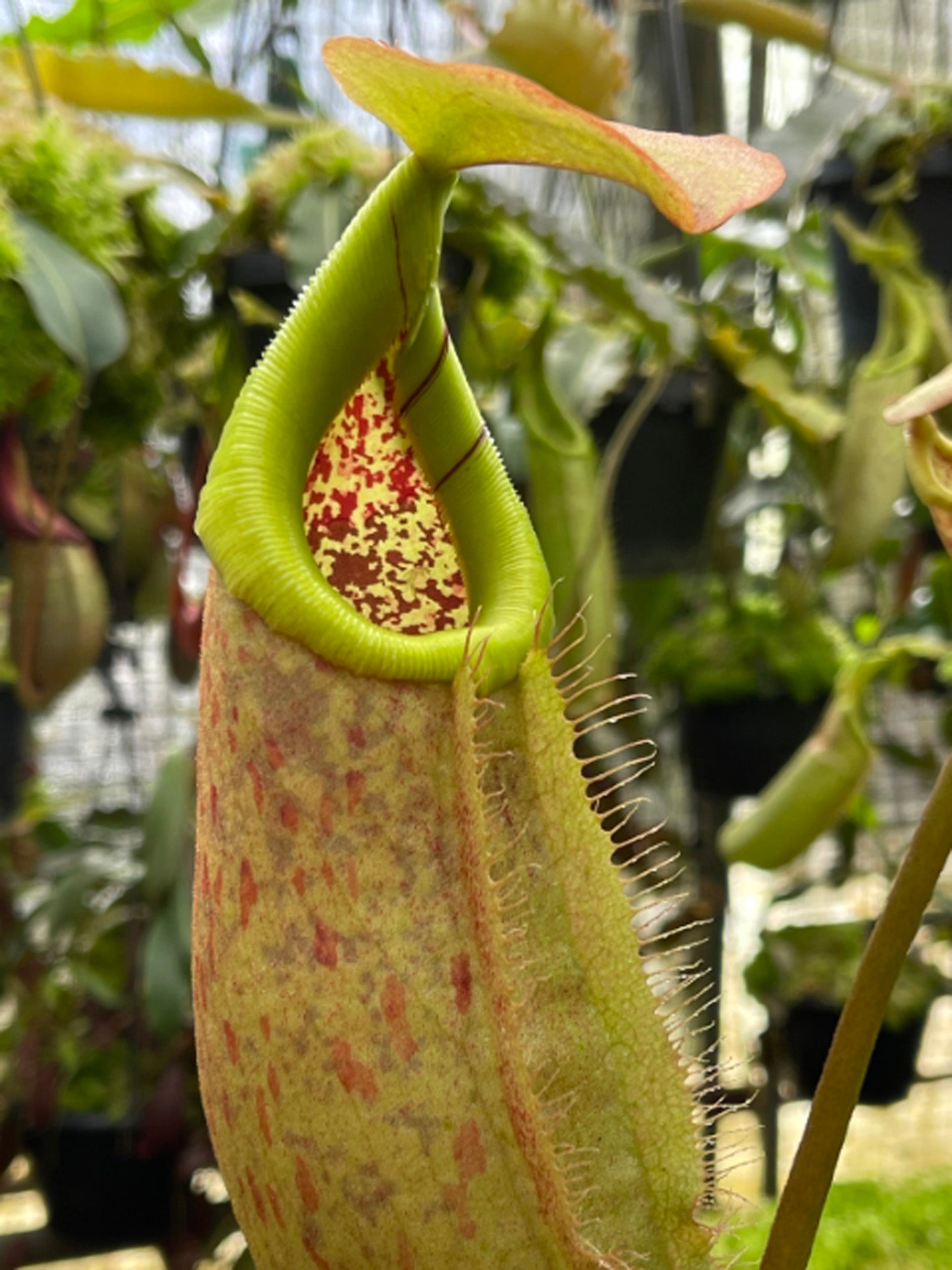 Nepenthes robcantleyi x merilliana BE-4628