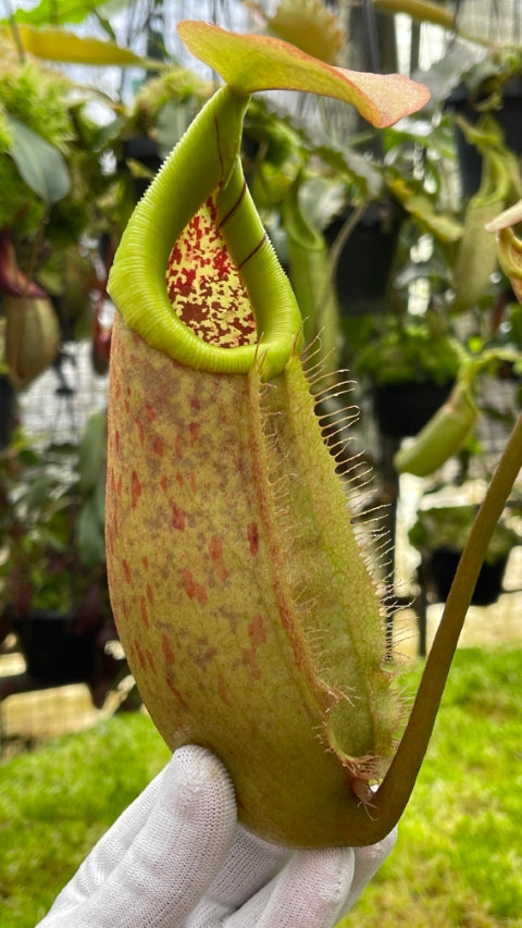 Nepenthes robcantleyi x merilliana BE-4628