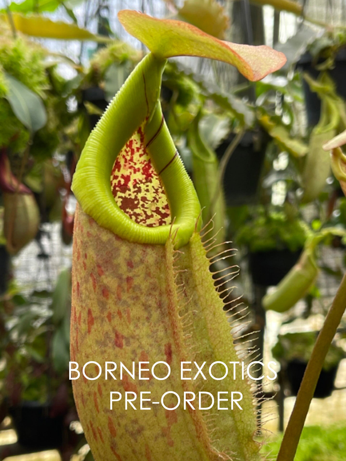 Nepenthes robcantleyi x merilliana BE-4628
