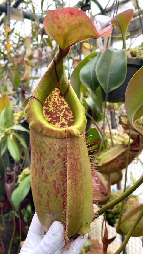 Nepenthes robcantleyi x merilliana BE-4628
