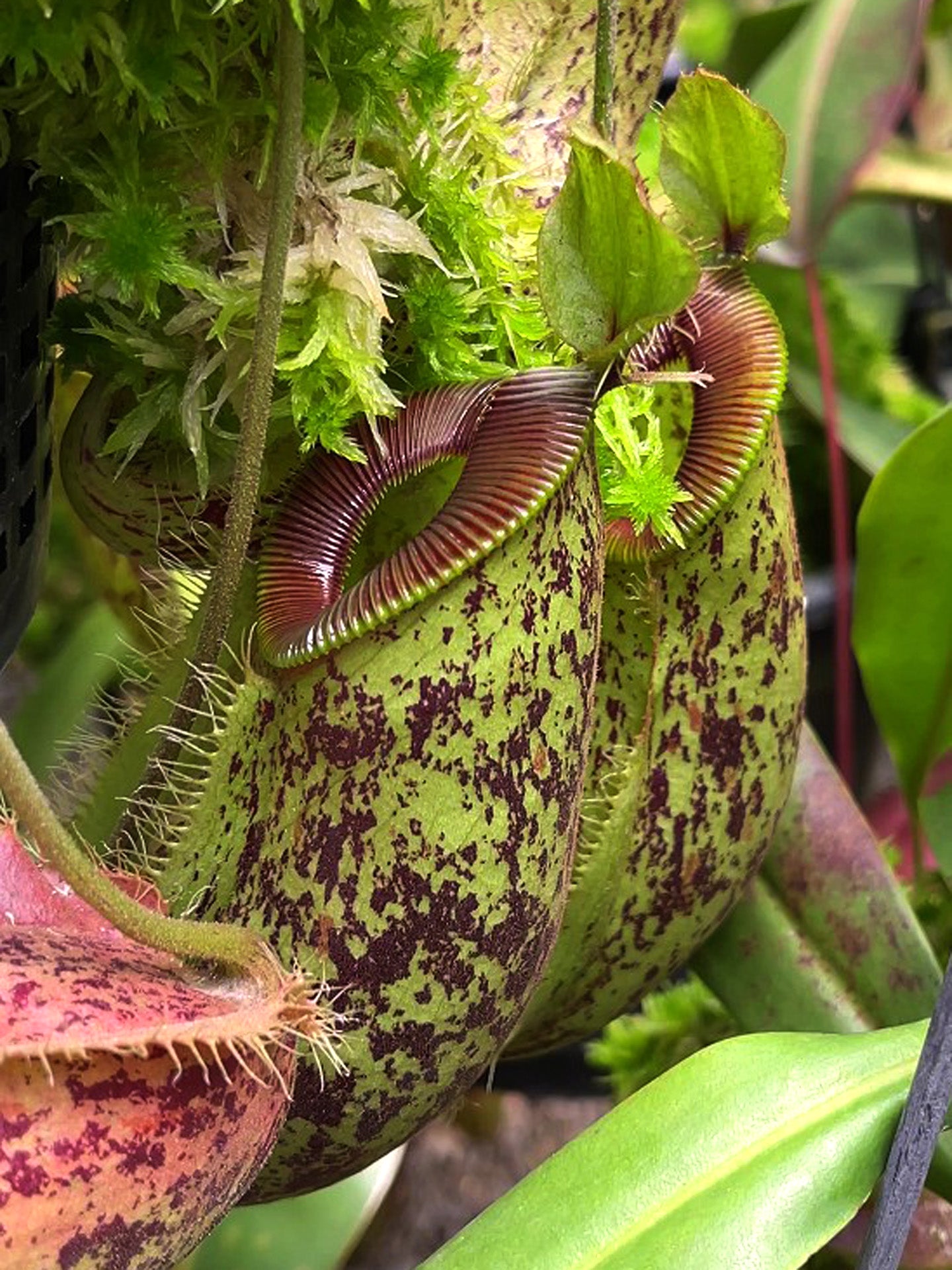 Nepenthes ampullaria x hamata "Tambusisi" BE-4631