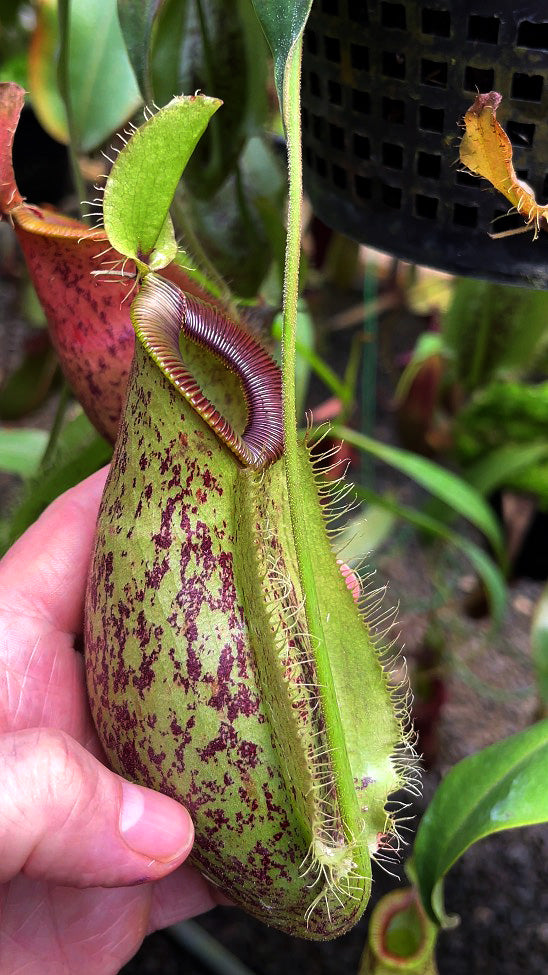 Nepenthes ampullaria x hamata "Tambusisi" BE-4631
