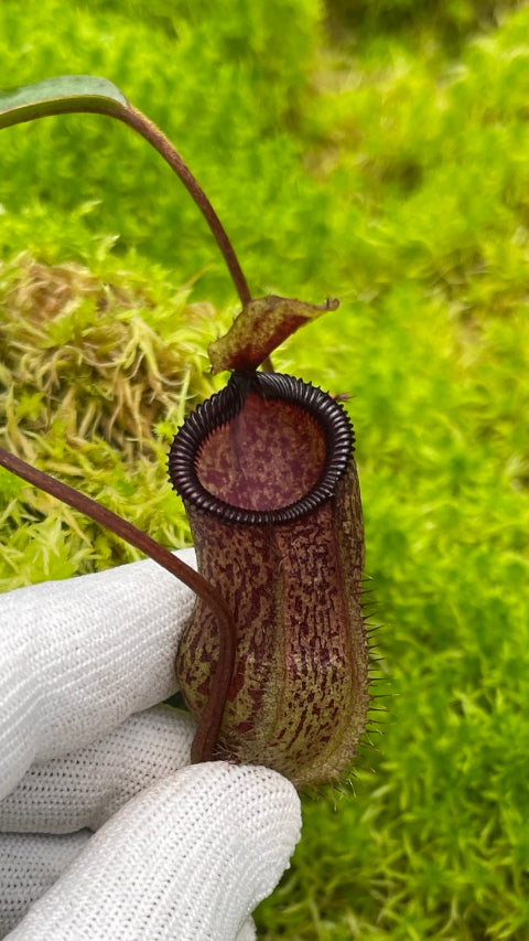 Nepenthes hamata x attemboroughii BE-4636