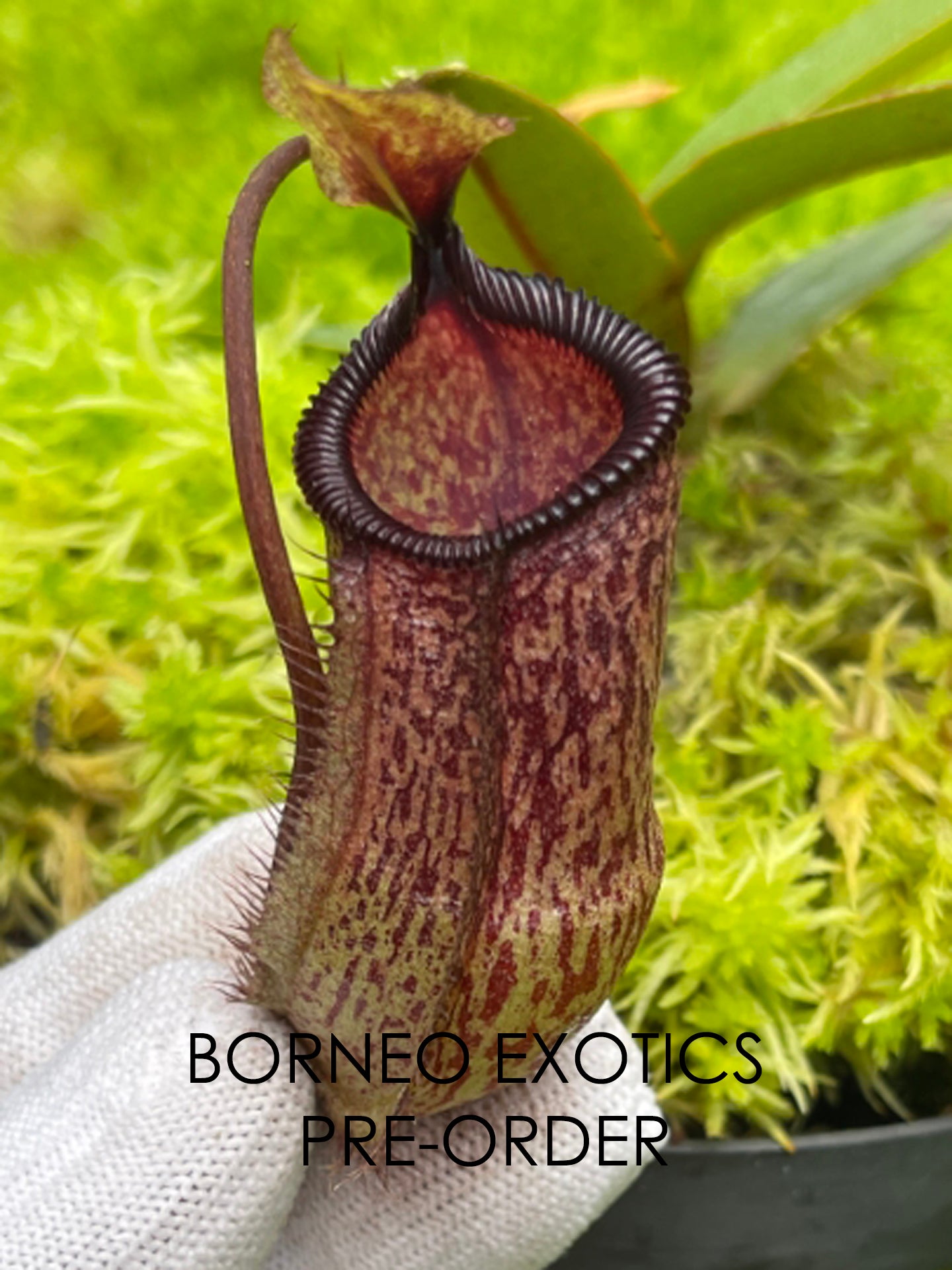Nepenthes hamata x attemboroughii BE-4636
