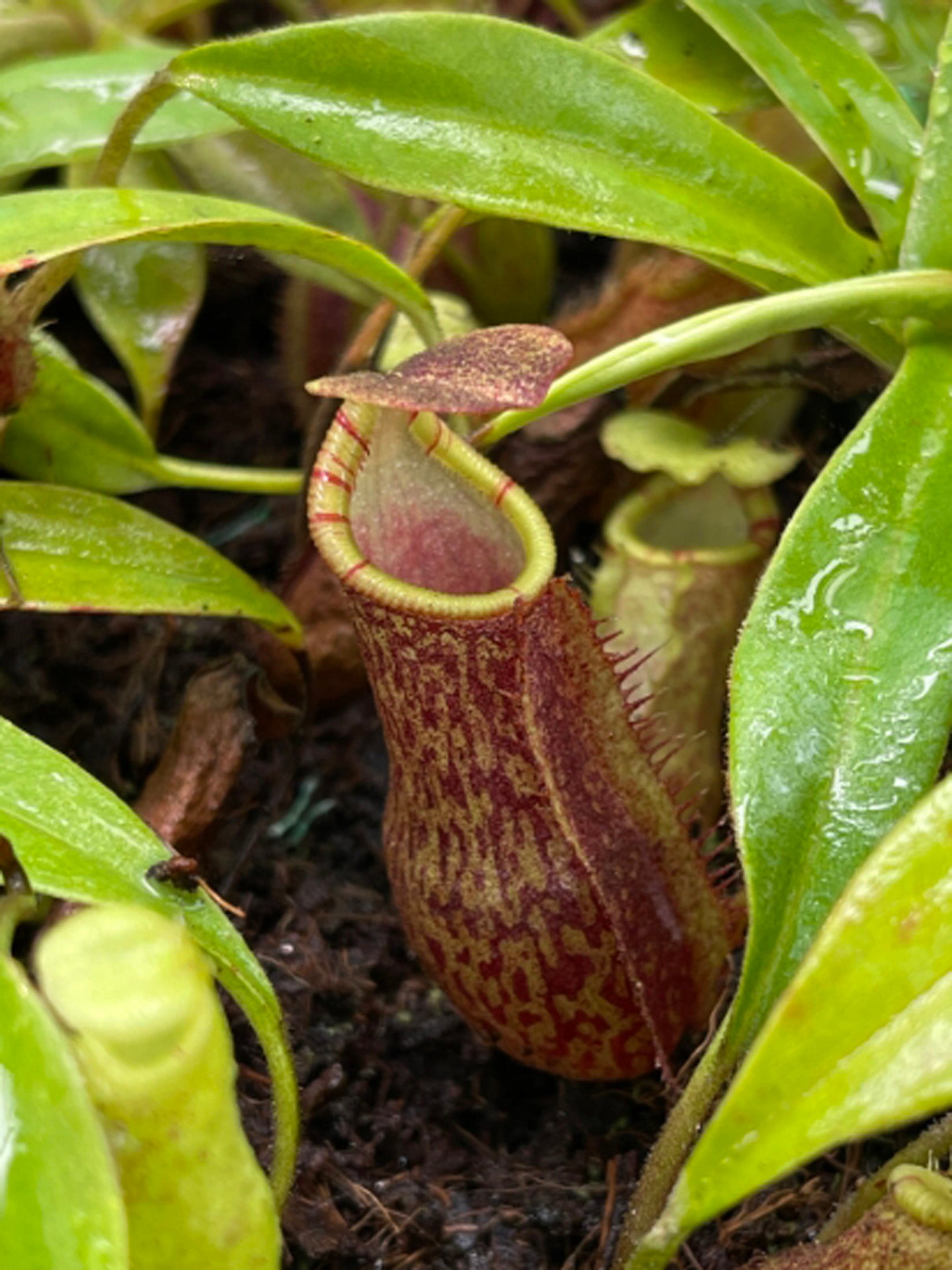 Nepenthes lavicola BE-4637 Assorted clones