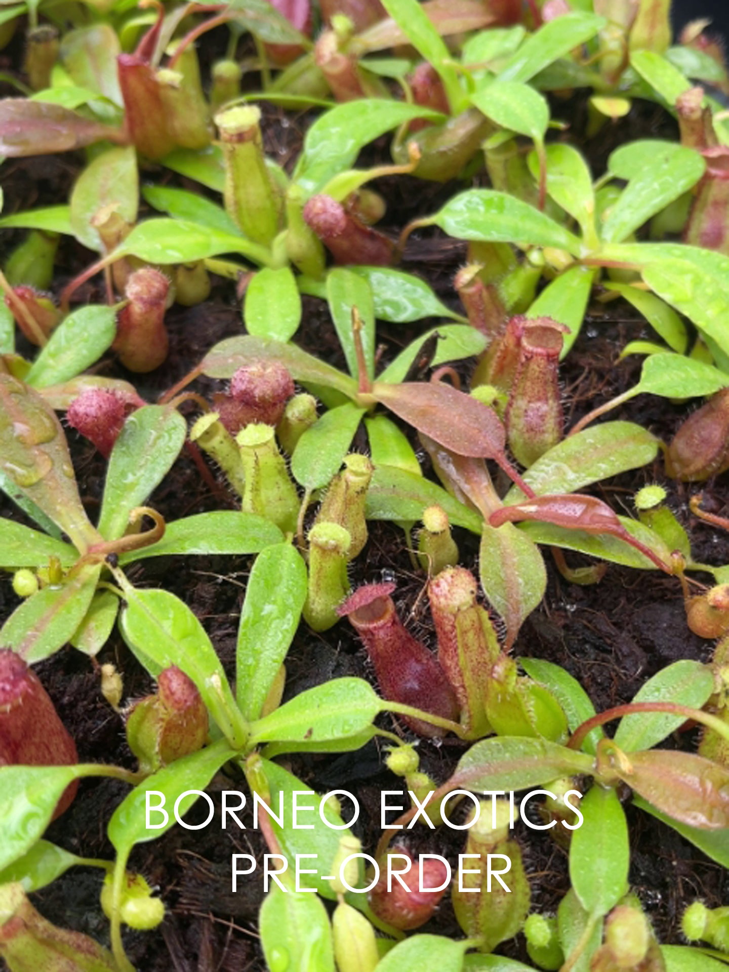 Nepenthes ventricosa x ephippiata BE-4639