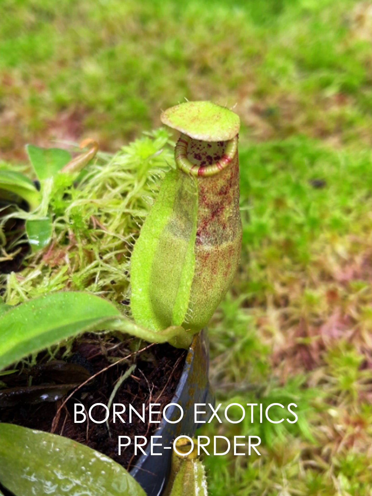 Nepenthes spathulata x ephipphiata BE-4642