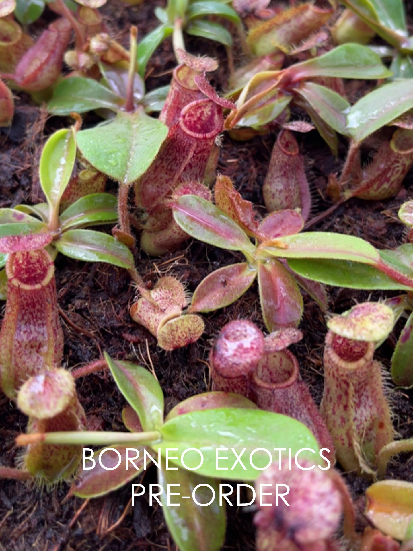 Nepenthes hamata "Tambusisi" x veitchii 'Bario Pink-Candy' BE-4647