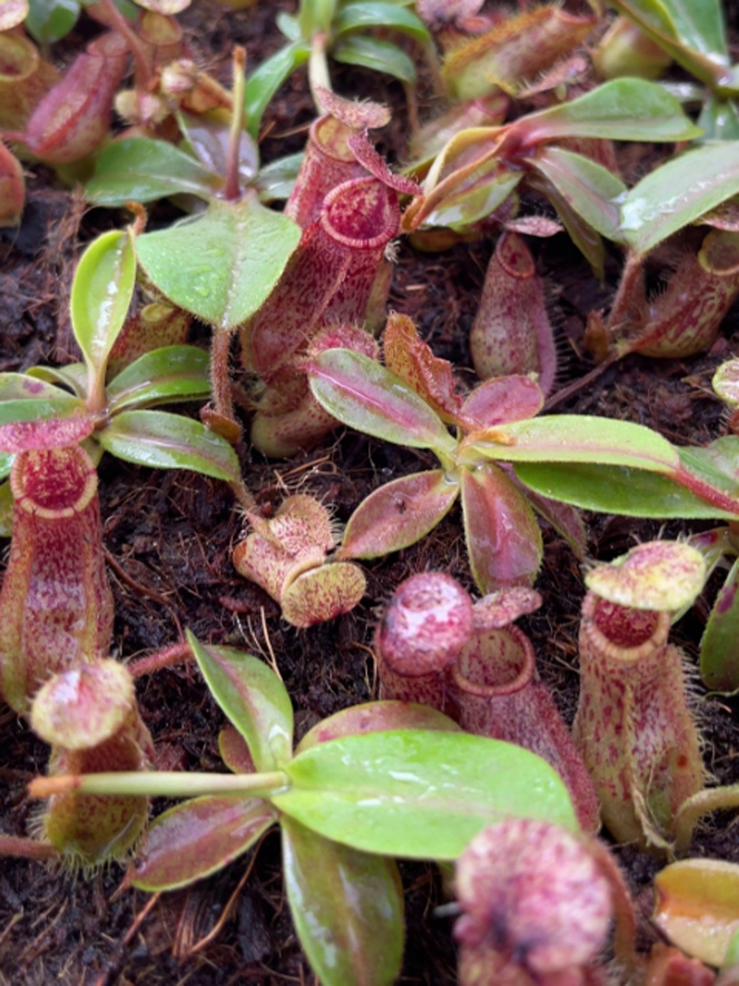 Nepenthes hamata "Tambusisi" x veitchii 'Bario Pink-Candy' BE-4647