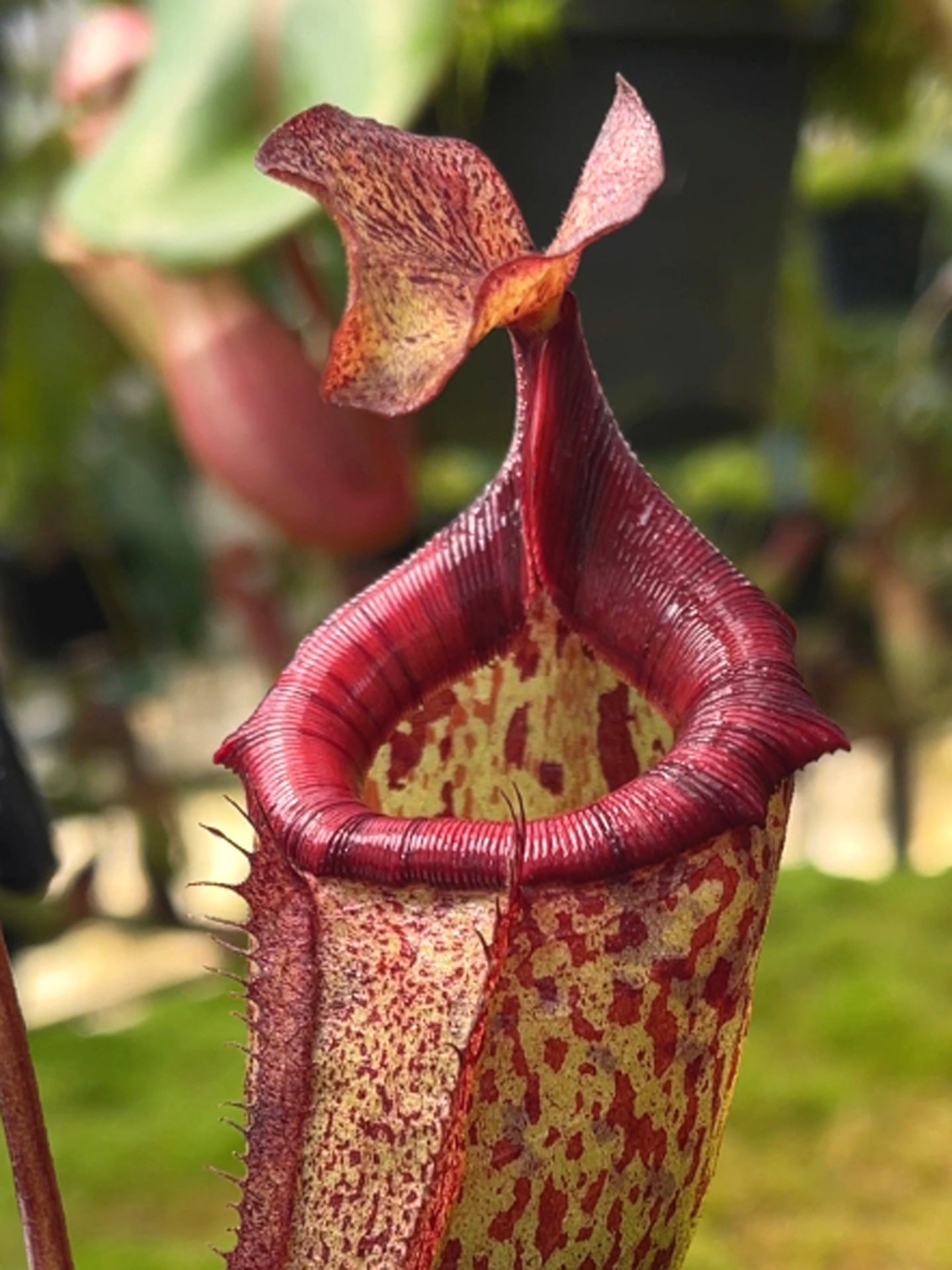 Auburn  酋長 sporeling① Nx 'Alisaputrana' BE-3931 S – Giardino Carnivoro