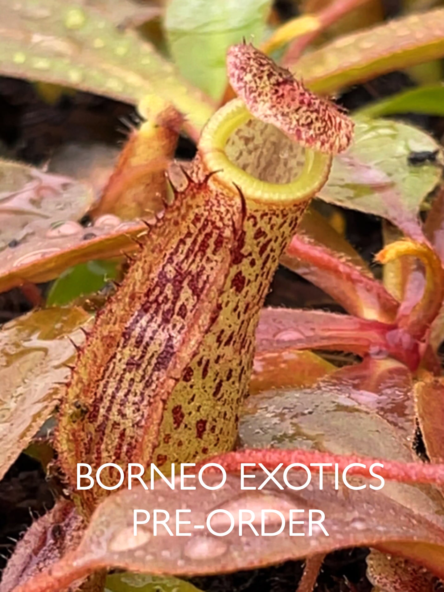 Nepenthes hurrelliana x sibuyanensis BE-4694