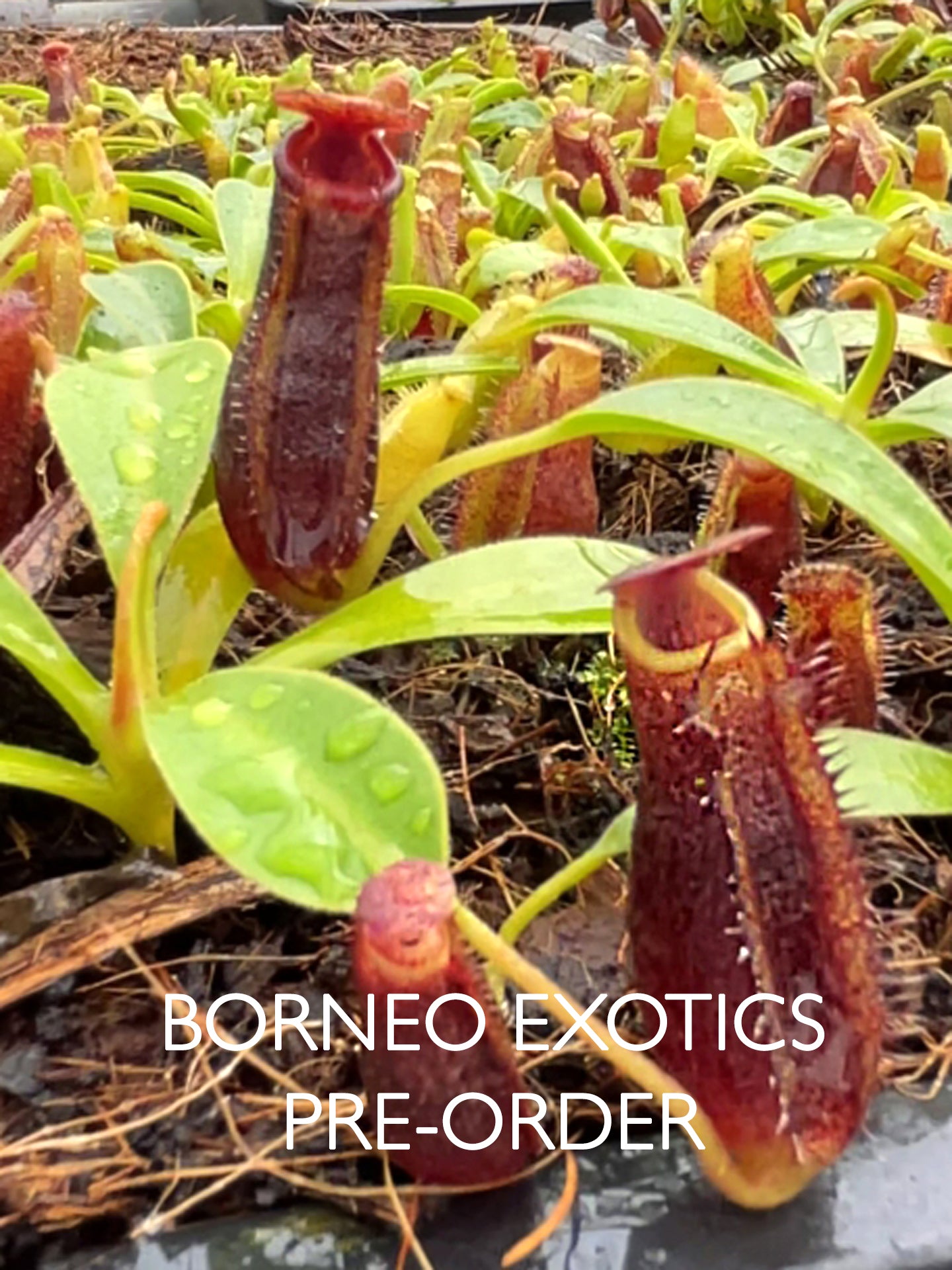 Nepenthes (lowii x tentaculata) x lowii BE-4700