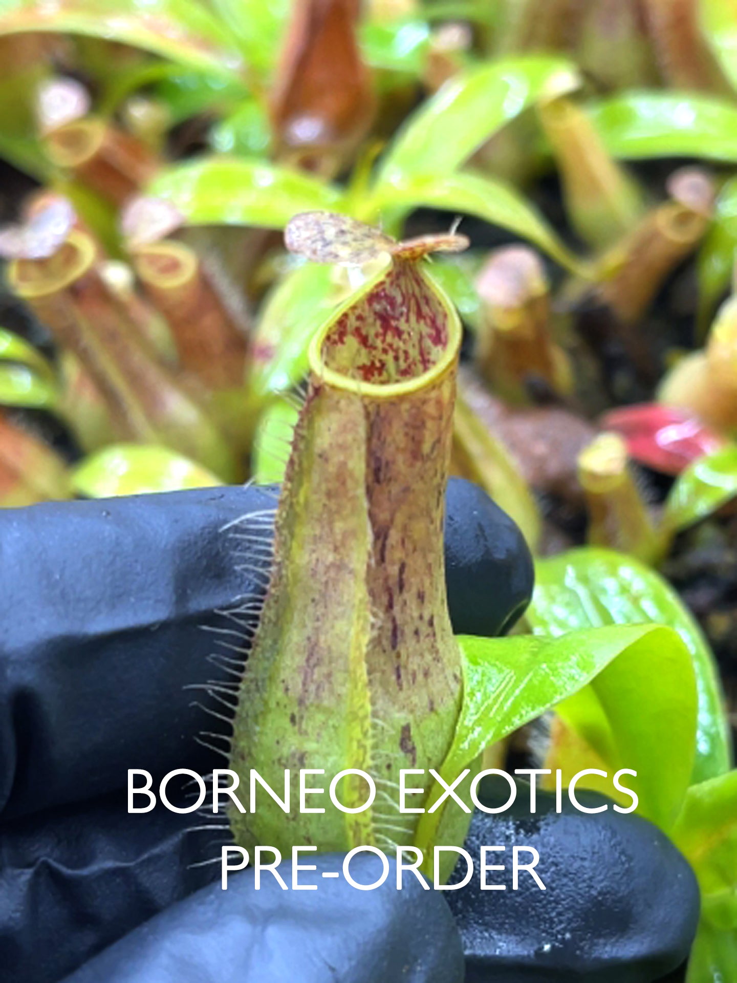 Nepenthes gracilis BE-4703