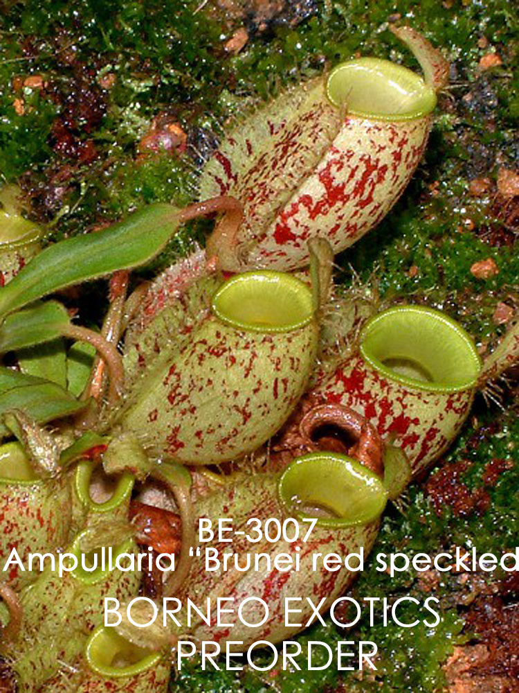 Nepenthes ampullaria "Brunei speckled" BE-3007