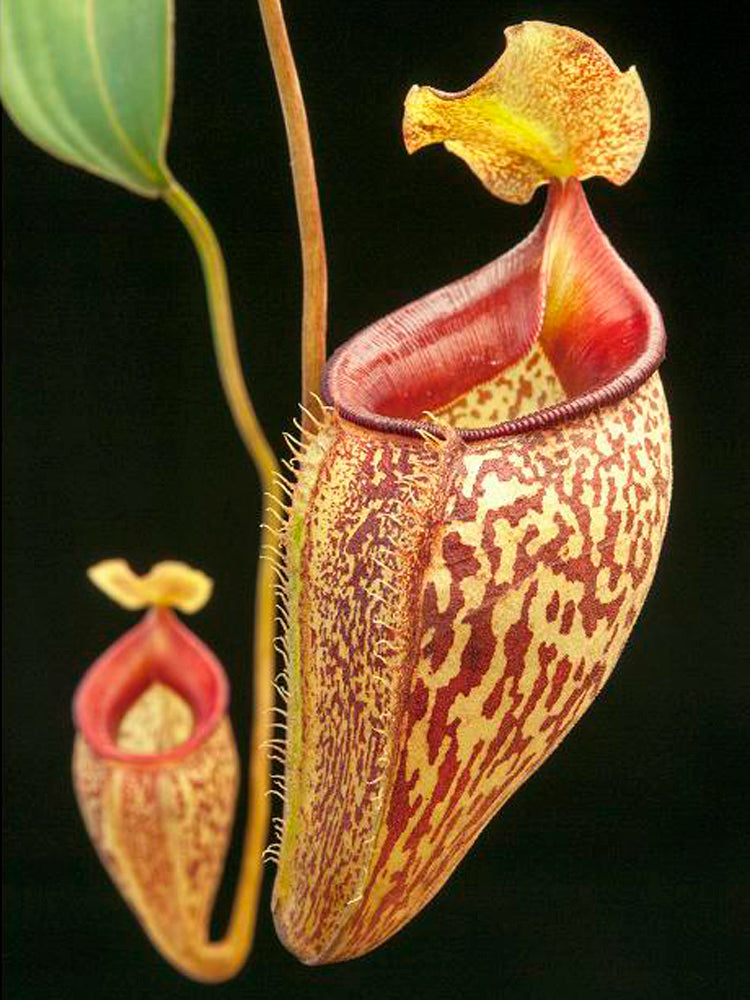 Nepenthes talangensis BE-3835