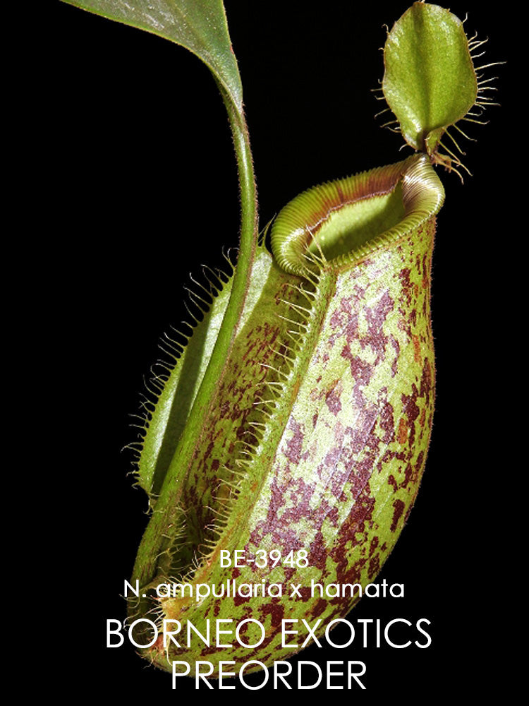 Nepenthes ampullaria "Brunei red" x hamata"Lumut" BE-3948 Assorted Clones