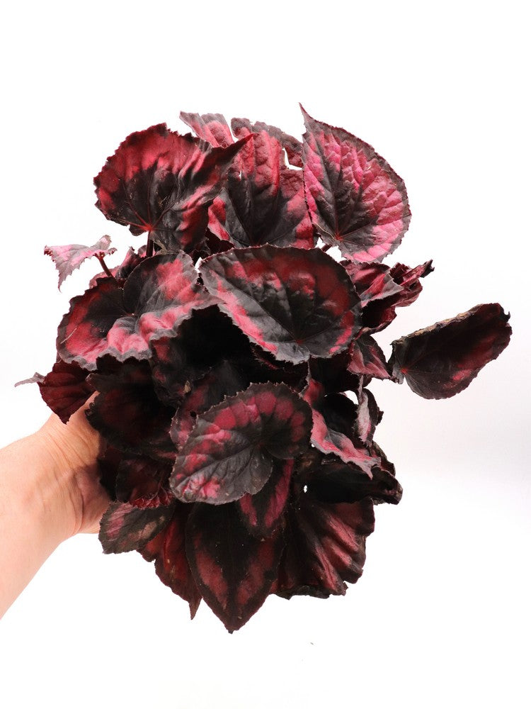 Begonia blad Magic colours "Red Black"