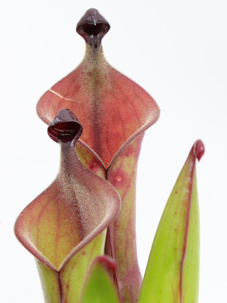 Heliamphora "Black Cherry"