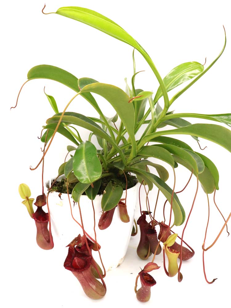 Nepenthes x "Briggsiana" Lowii x ventricosa