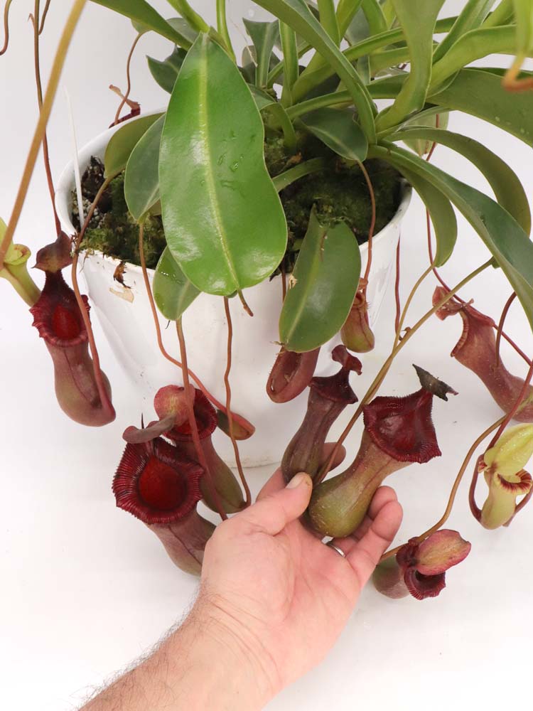 Nepenthes x "Briggsiana" Lowii x ventricosa