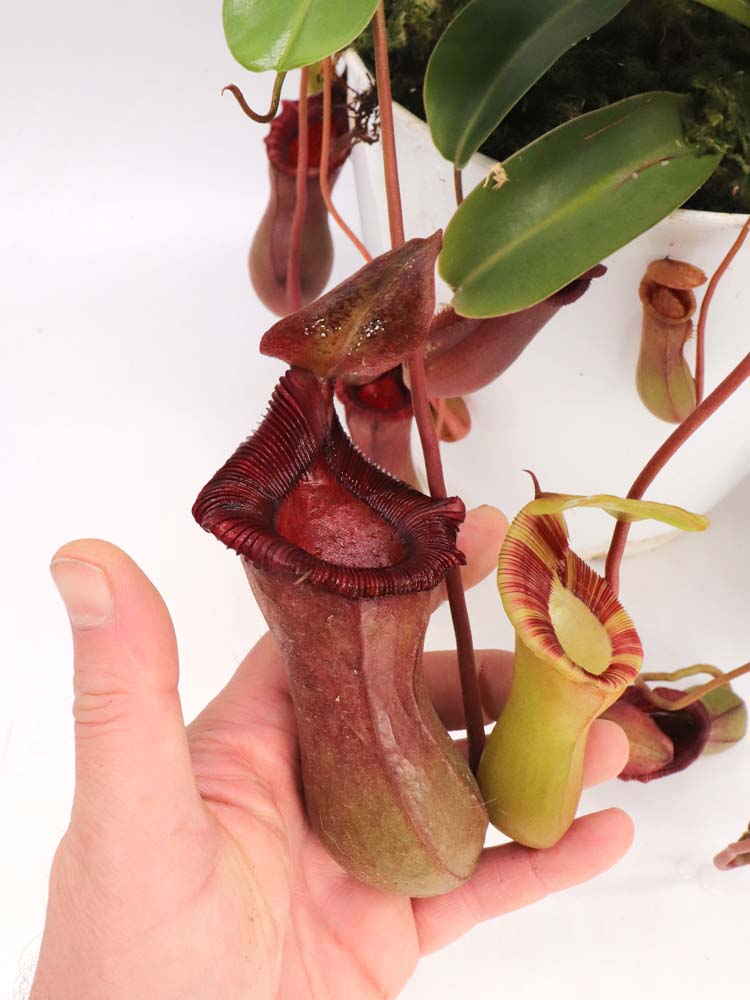 Nepenthes x "Briggsiana" Lowii x ventricosa