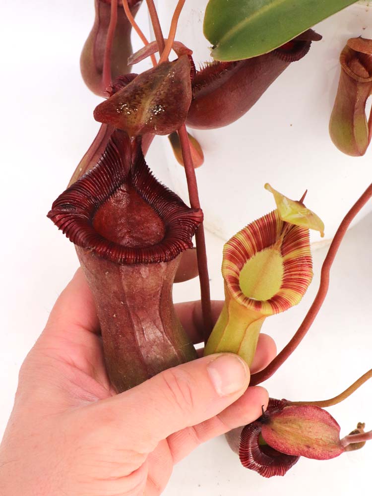 Nepenthes x "Briggsiana" Lowii x ventricosa