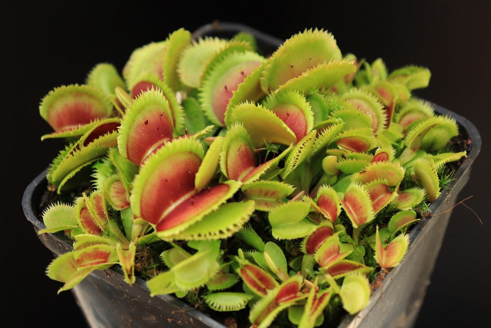 Dionaea muscipula Bristle tooth