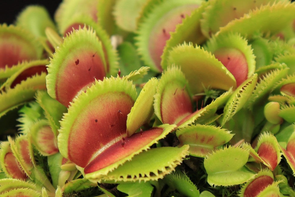 Dionaea muscipula Bristle tooth