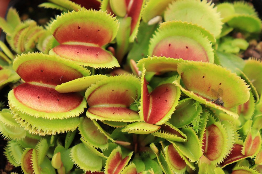 Dionaea muscipula Bristle tooth