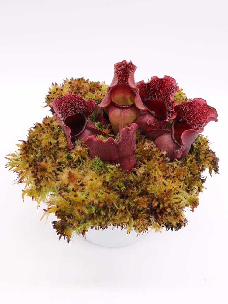 Sarracenia purpurea ssp. venosa "Buddha Belly" x SELF