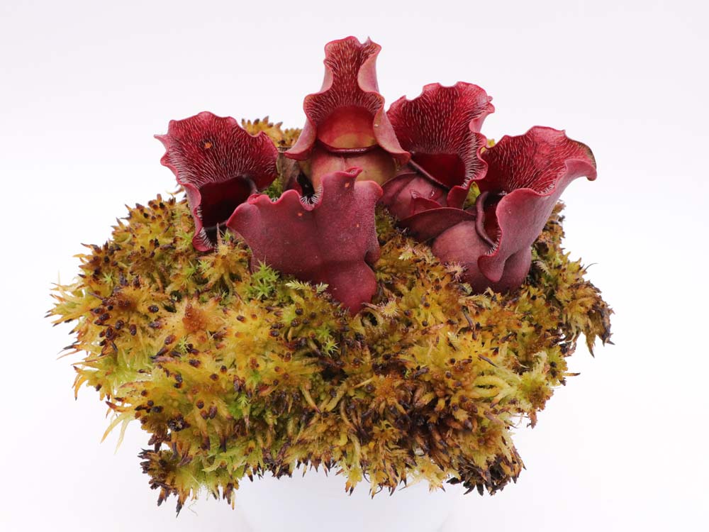 Sarracenia purpurea ssp. venosa "Buddha Belly" x SELF