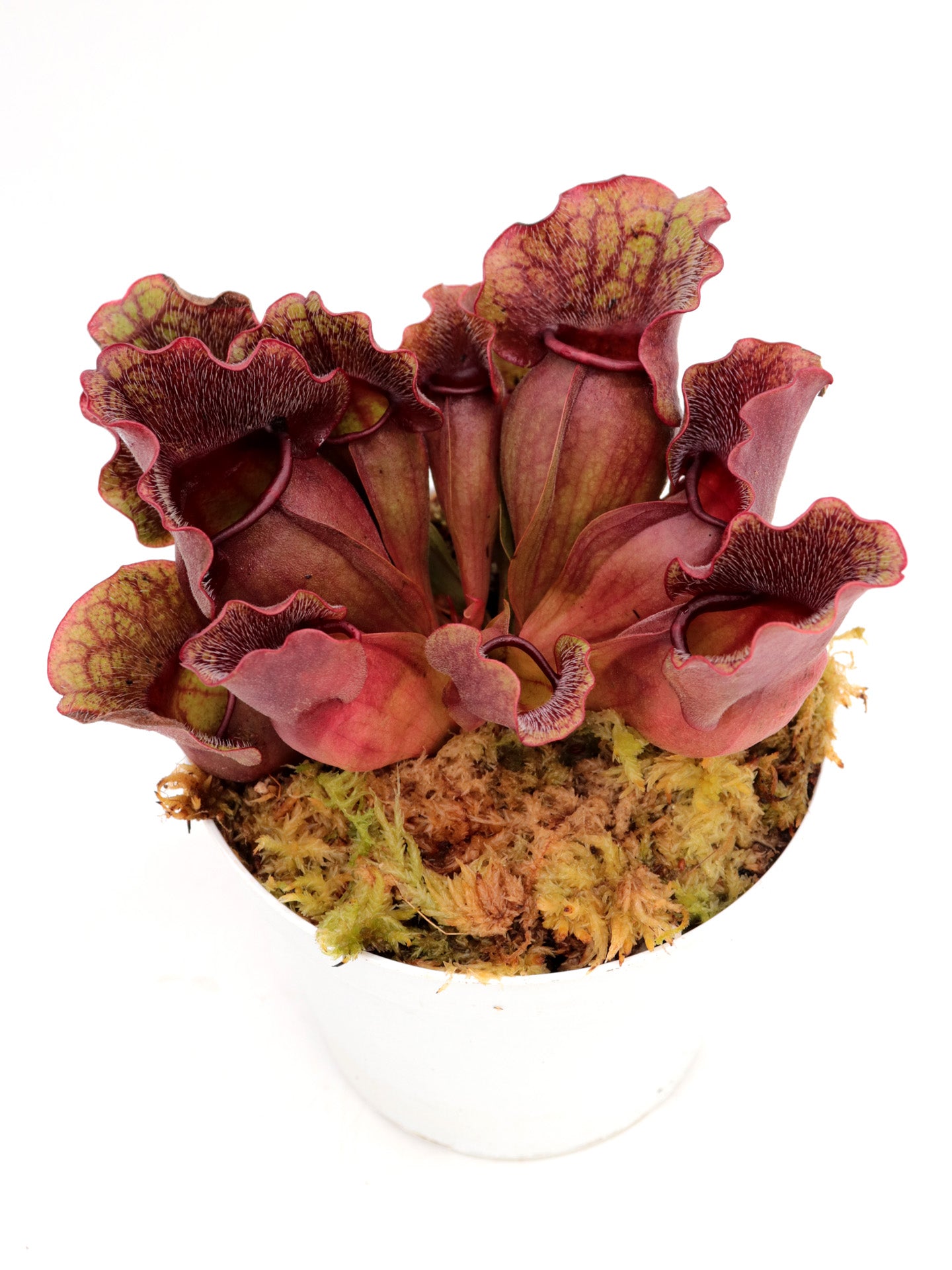 Sarracenia purpurea ssp. venosa "Buddha Belly" x SELF