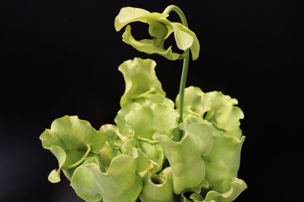 Sarracenia rosea f. luteola