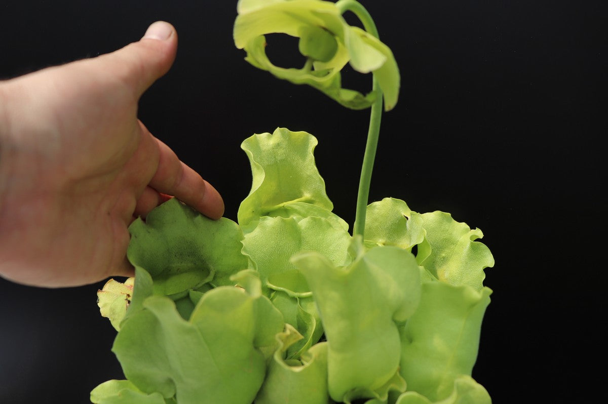 Sarracenia rosea f. luteola